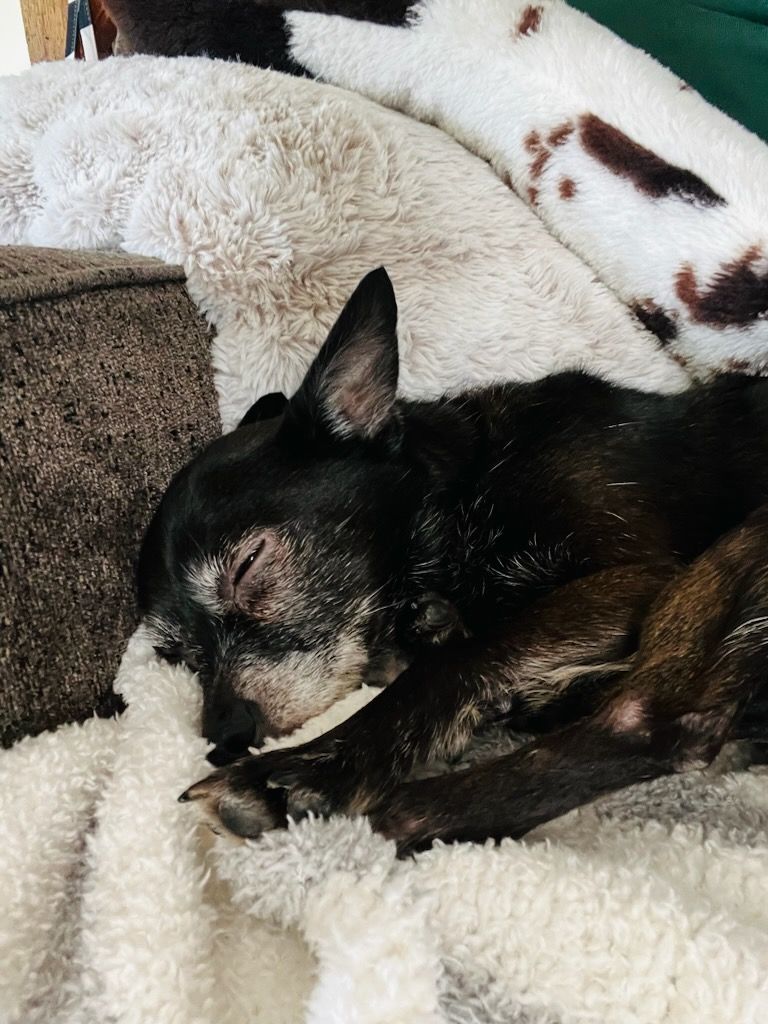 Mr. Magoo, a Adopted mixed breed image 2/6