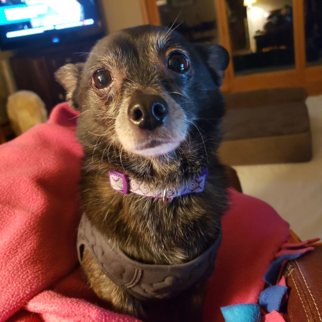 Mr. Magoo, a Adopted mixed breed image 3/6