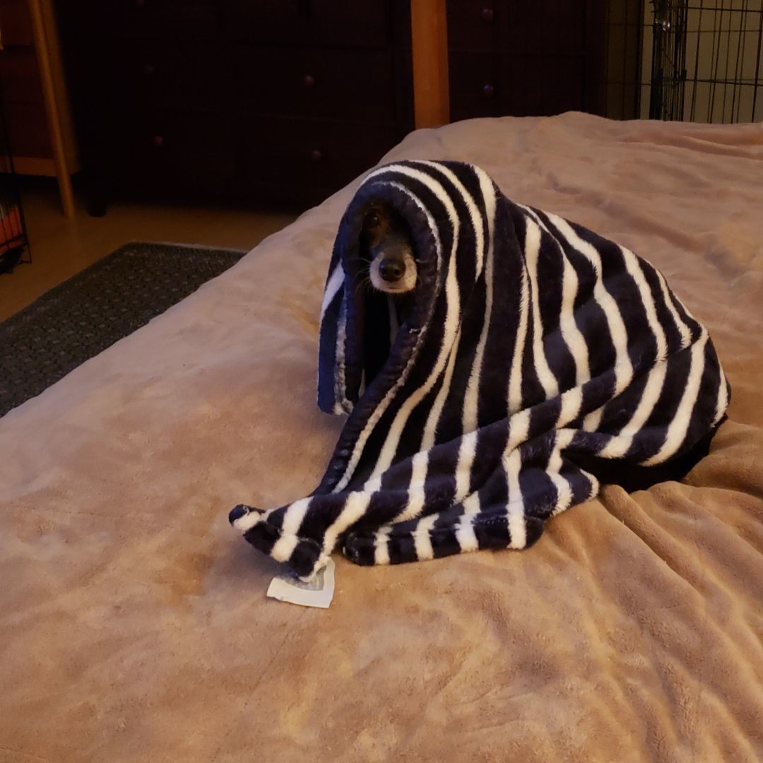 Mr. Magoo, a Adopted mixed breed image 4/6