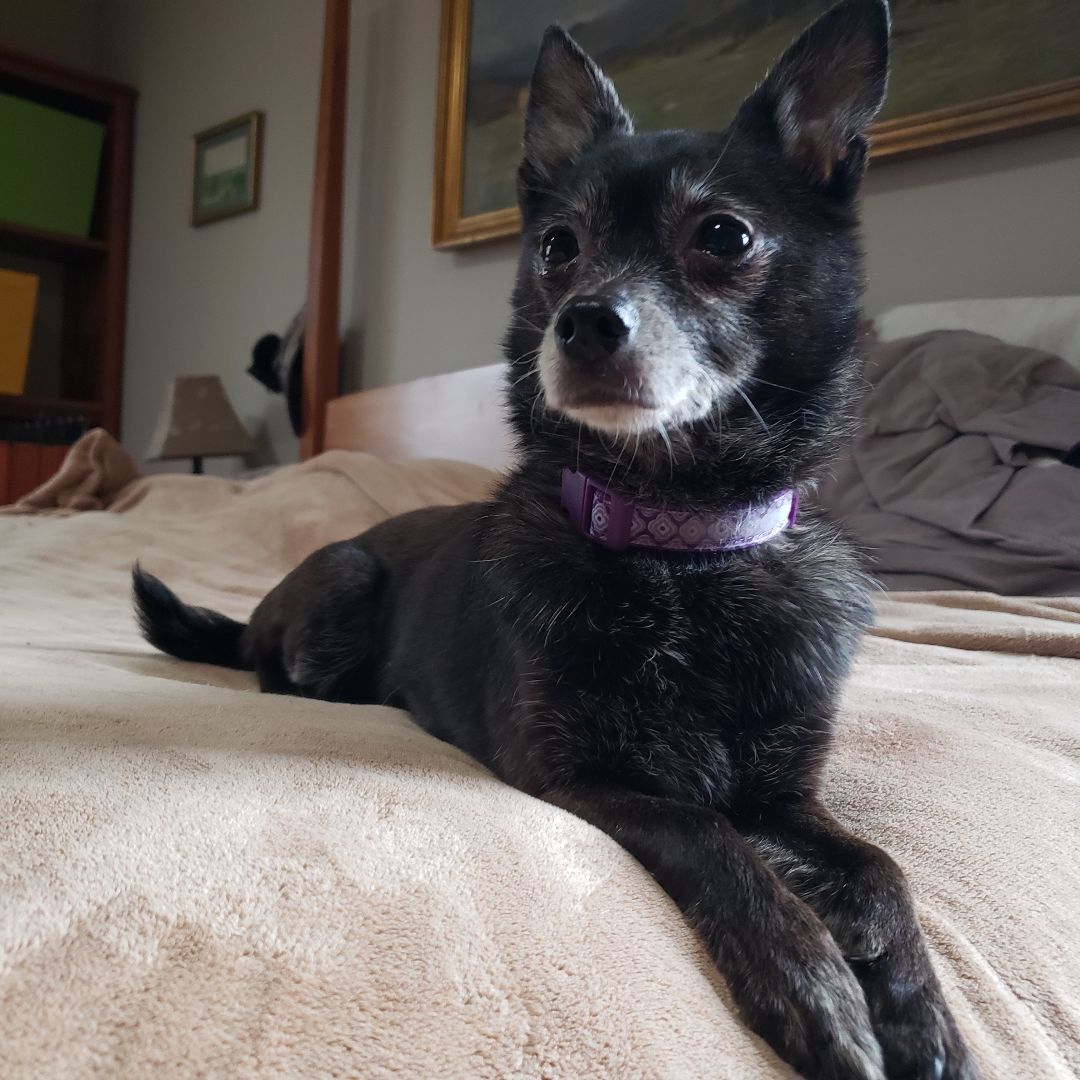 Mr. Magoo, a Adopted mixed breed image 5/6