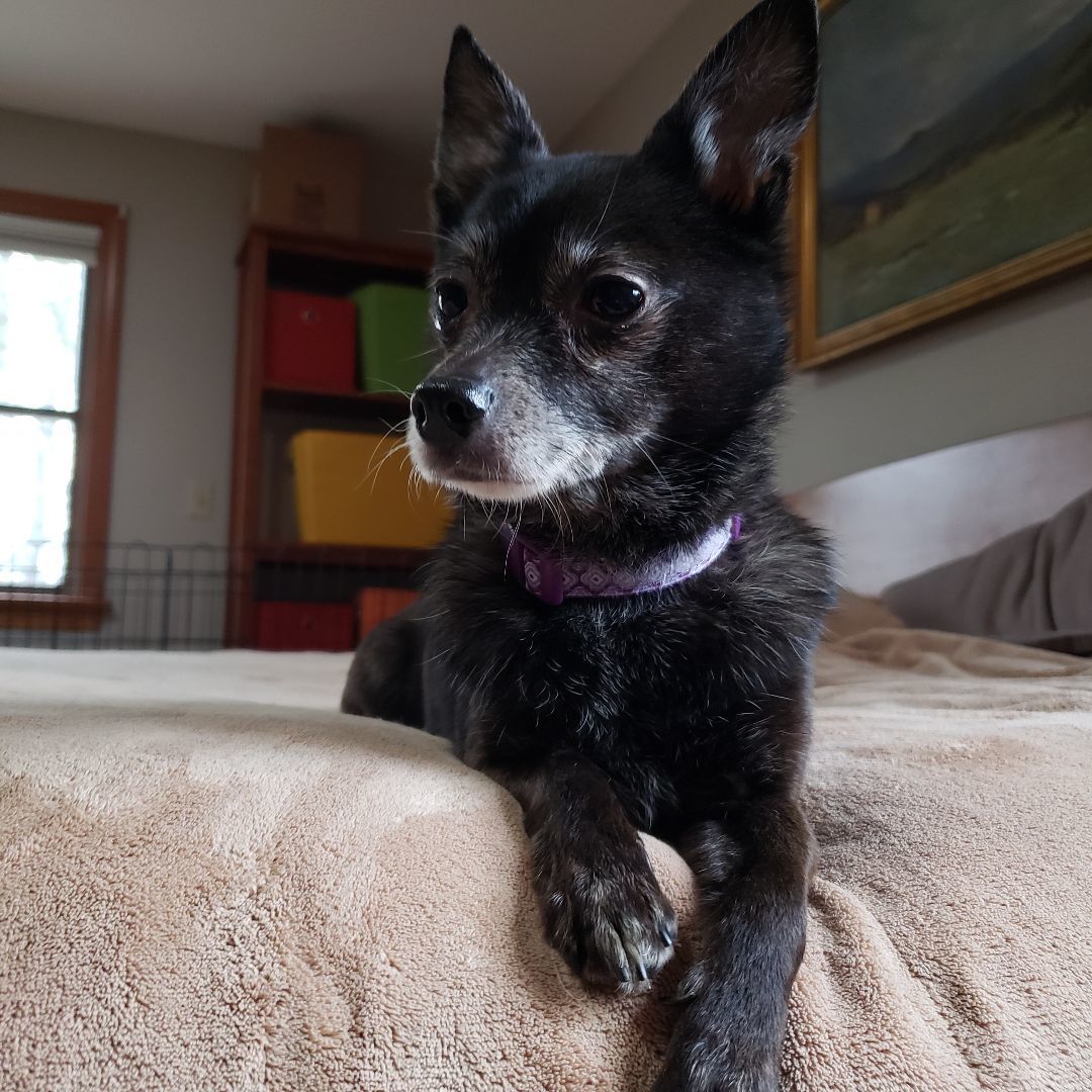 Mr. Magoo, a Adopted mixed breed image 6/6