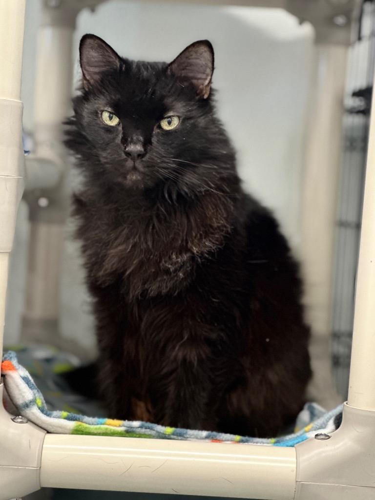 Napoleon (aka Pierre), Adoptable, Senior Male Domestic Long Hair.