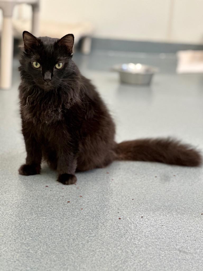 Napoleon (aka Pierre), a Adoptable mixed breed in Cumberland, ME image 4/6