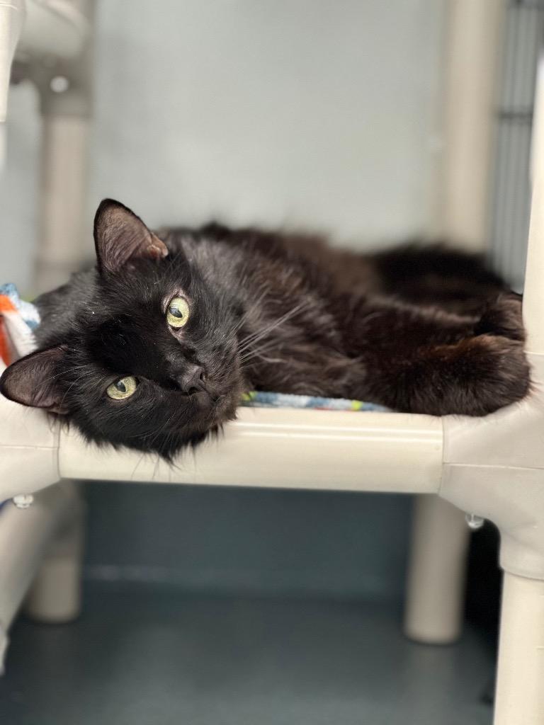 Napoleon (aka Pierre), a Adoptable mixed breed in Cumberland, ME image 5/6