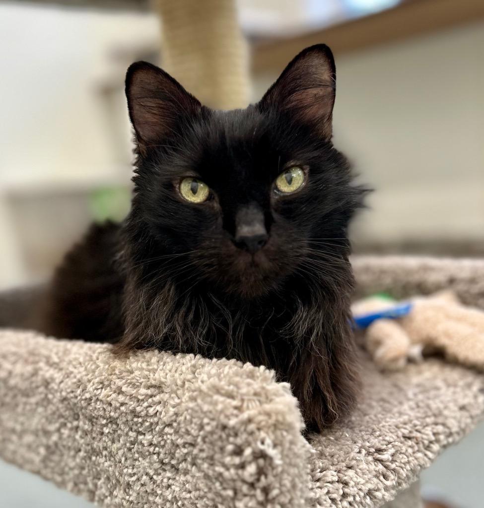 Enlarge Napoleon (aka Pierre), a Adoptable mixed breed in Cumberland, ME image 5/6