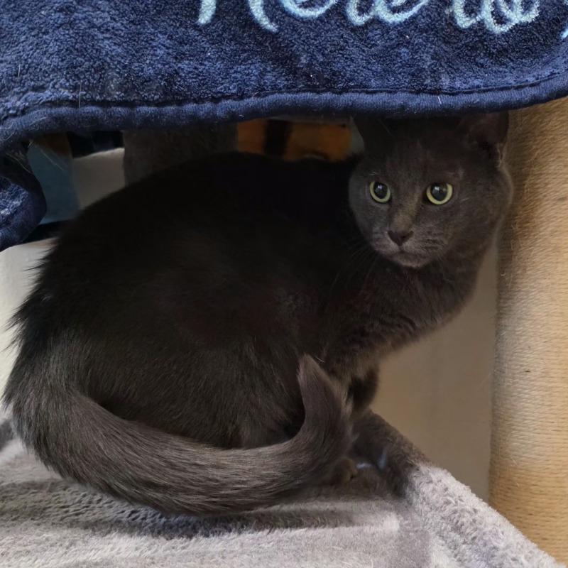 Squirt, Adoptable, Adult Female Domestic Short Hair.