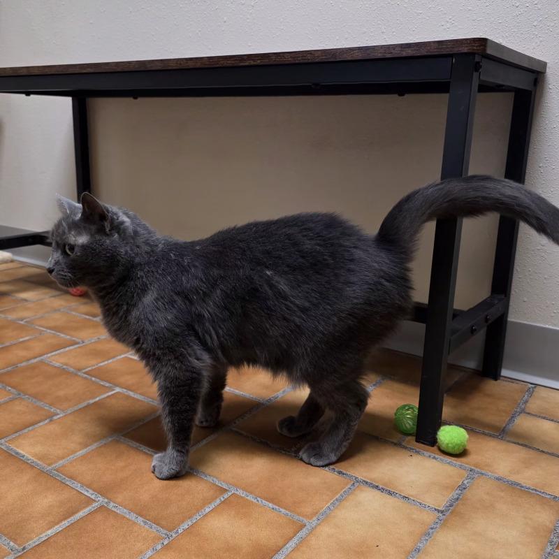 Squirt, a Adoptable Domestic Short Hair in Yankton, SD image 2/2