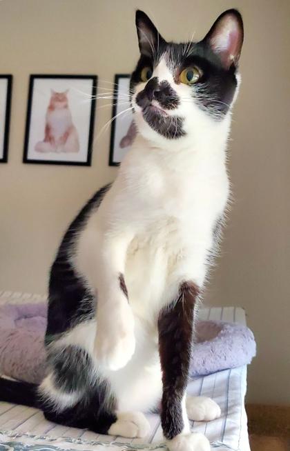 Duffy, a Adoptable mixed breed in Encinitas, CA image 1/2