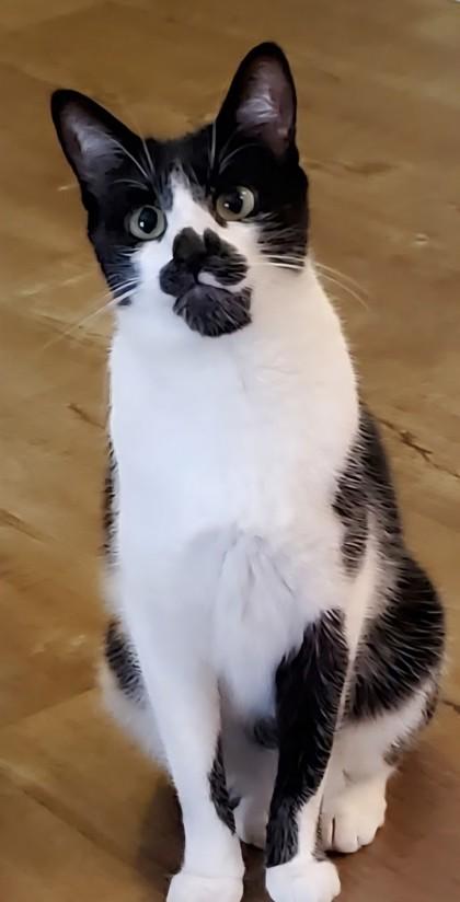 Duffy, a Adoptable mixed breed in Encinitas, CA image 2/2