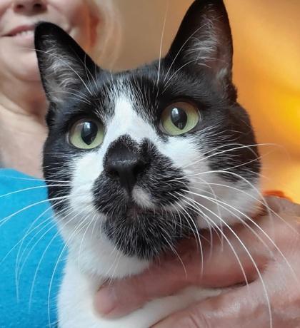 Duffy, a Adoptable mixed breed in Encinitas, CA image 3/3