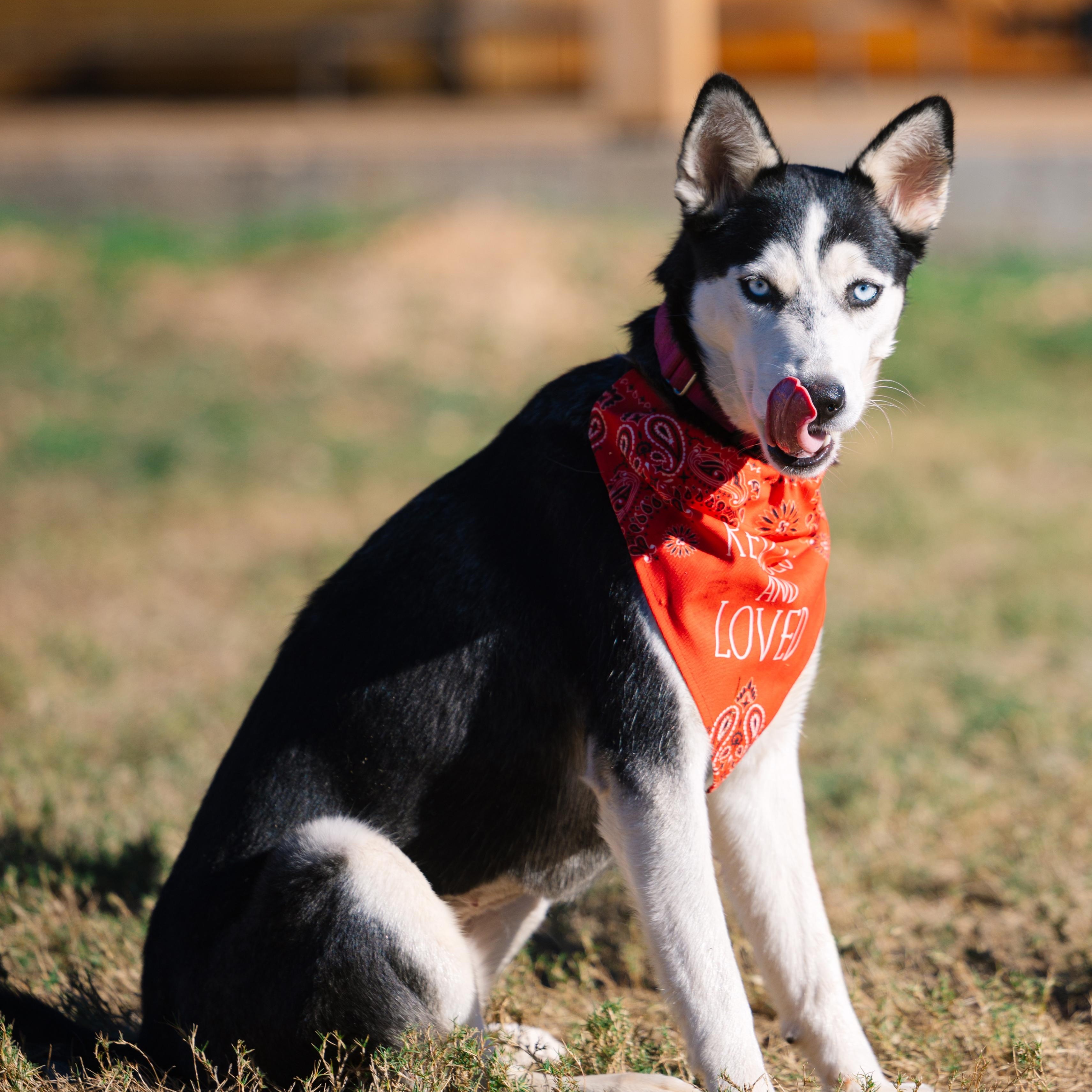 Enlarge Sprite, a Adoptable mixed breed in Austin, TX image 5/5