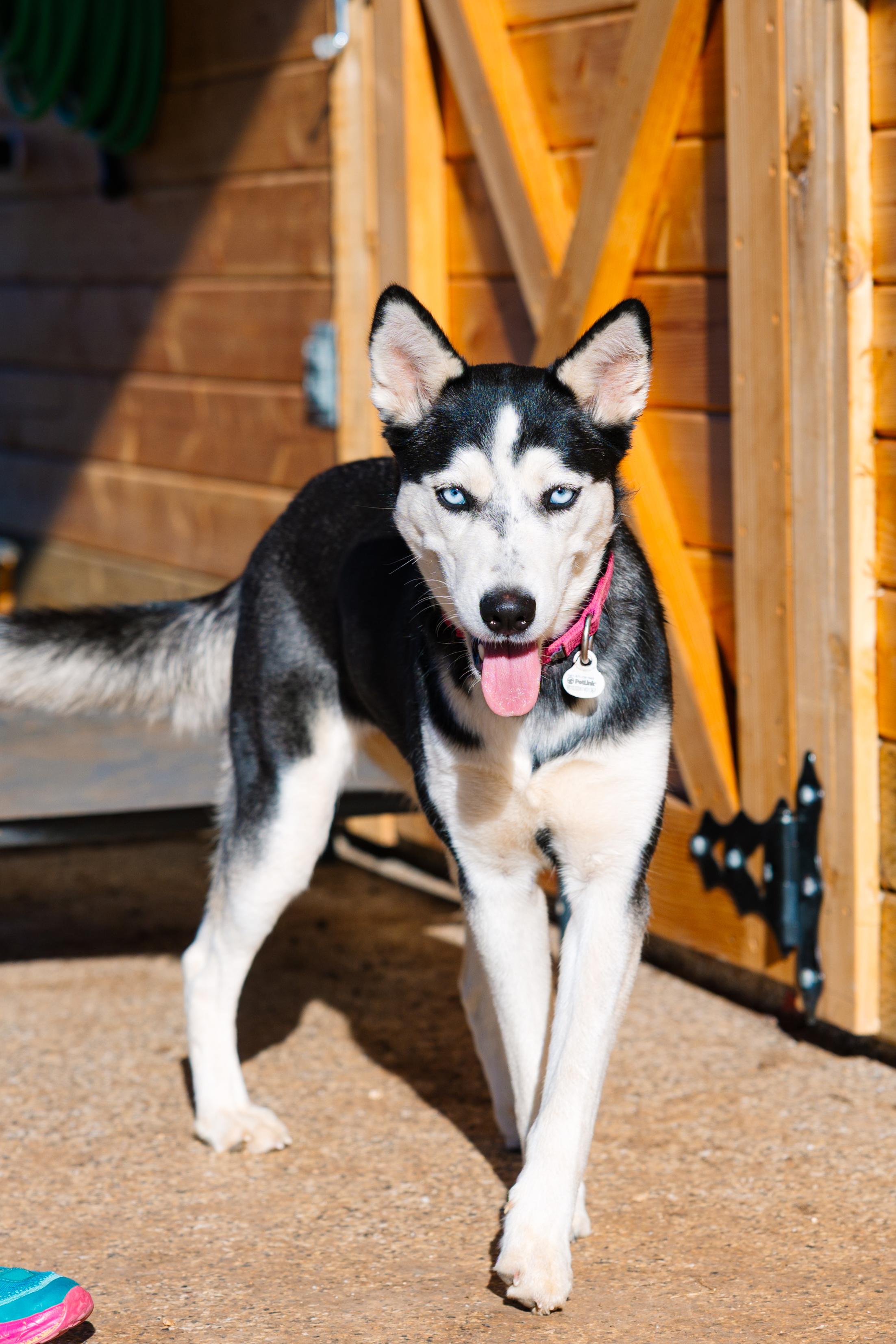 Enlarge Sprite, a Adoptable mixed breed in Austin, TX image 3/5