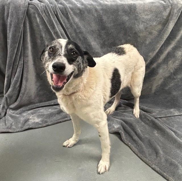 Hazley, a Adoptable mixed breed in Hawk Point, MO image 1/4