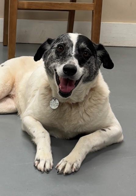Hazley, Adoptable, Adult Female Cattle Dog.