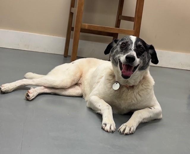 Hazley, a Adoptable mixed breed in Hawk Point, MO image 3/4