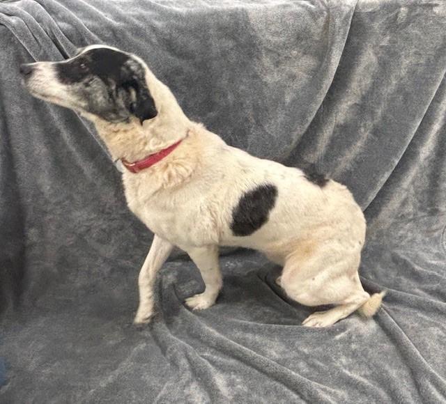 Hazley, a Adoptable mixed breed in Hawk Point, MO image 4/4