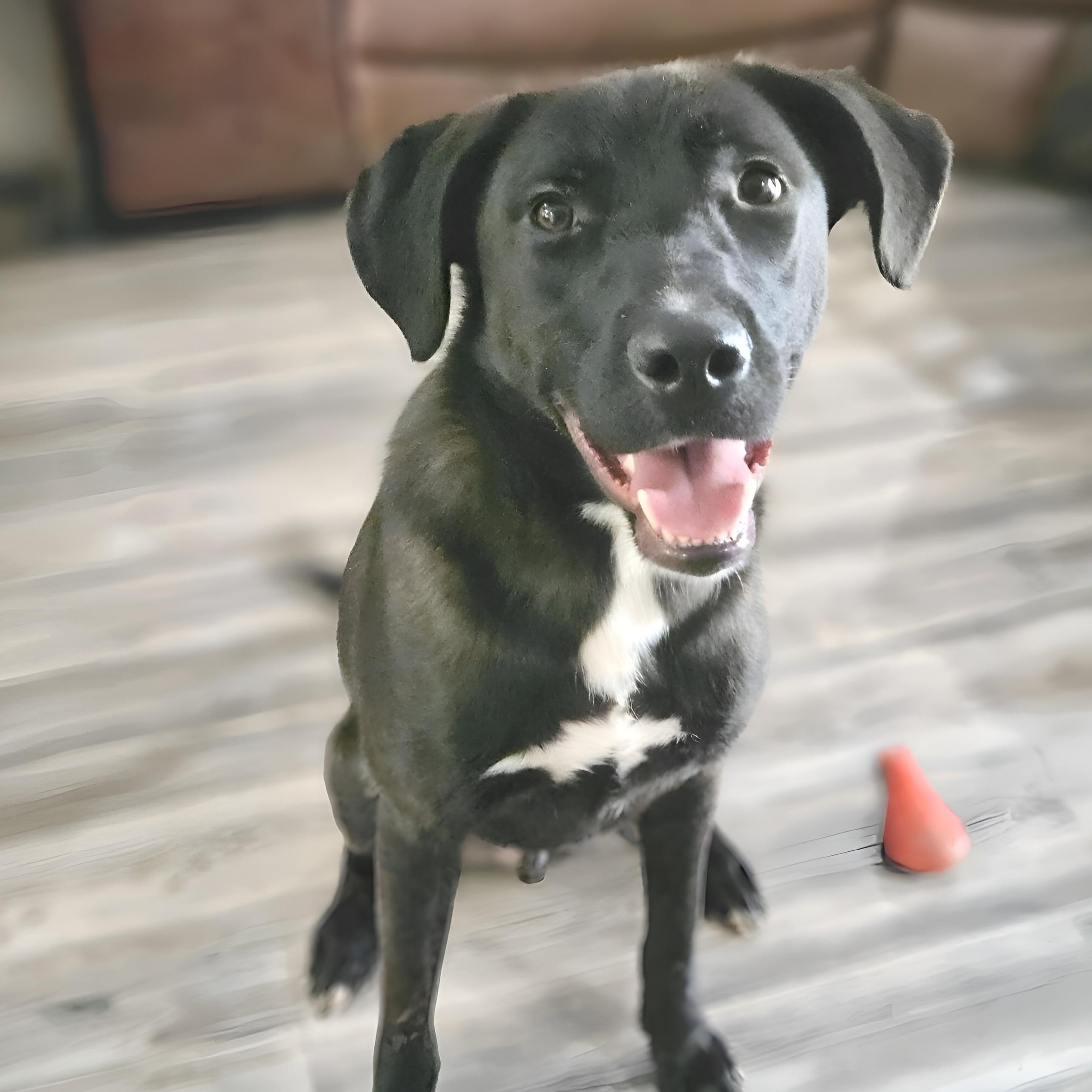 Ash, a Adoptable mixed breed in Clive, IA image 1/5