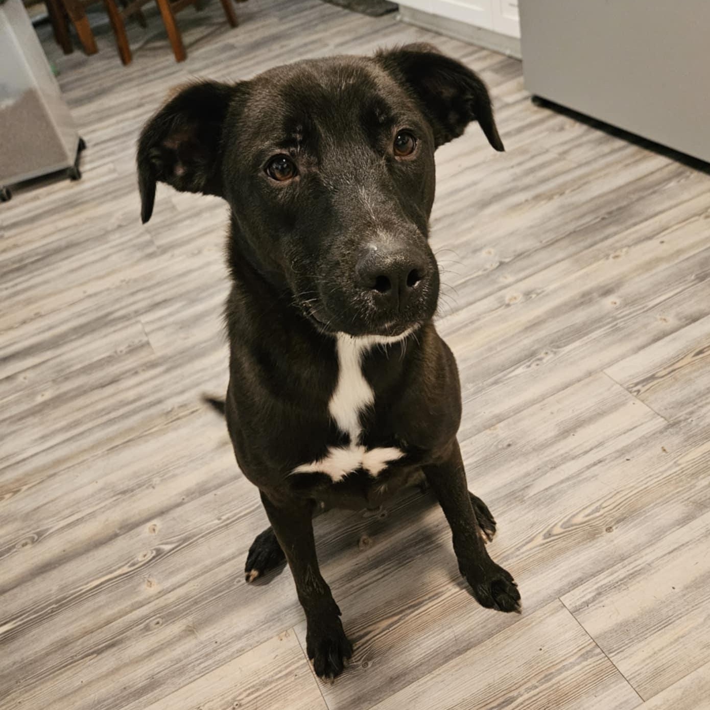 Ash, a Adoptable mixed breed in Clive, IA image 3/5