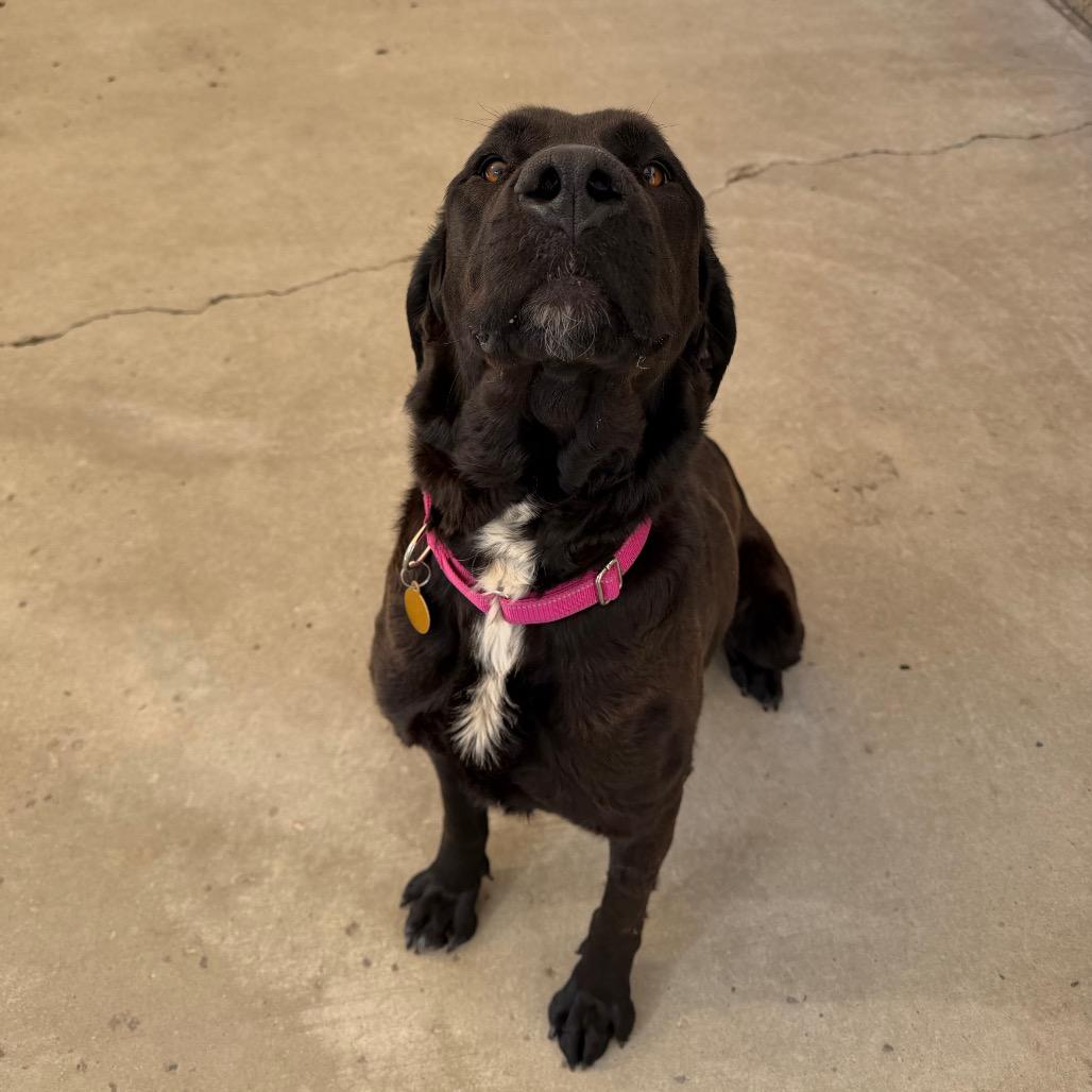 Sheela, Adoptable, Adult Female Labrador Retriever & Mixed Breed.