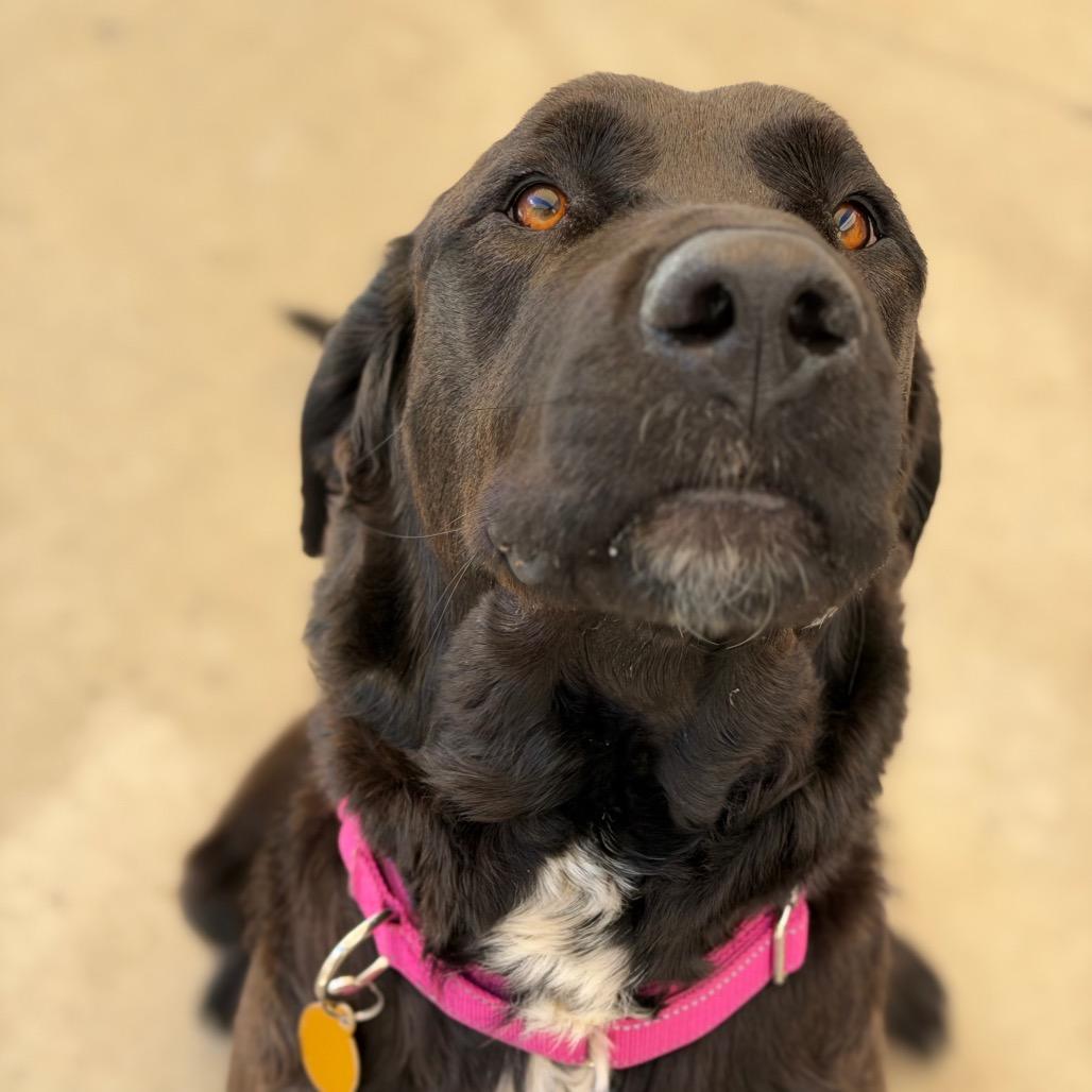 Enlarge Sheela, a Adoptable mixed breed in Durango, CO image 2/6