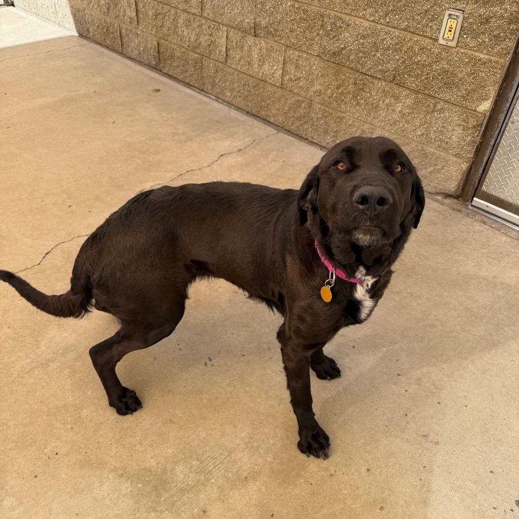 Enlarge Sheela, a Adoptable mixed breed in Durango, CO image 3/6