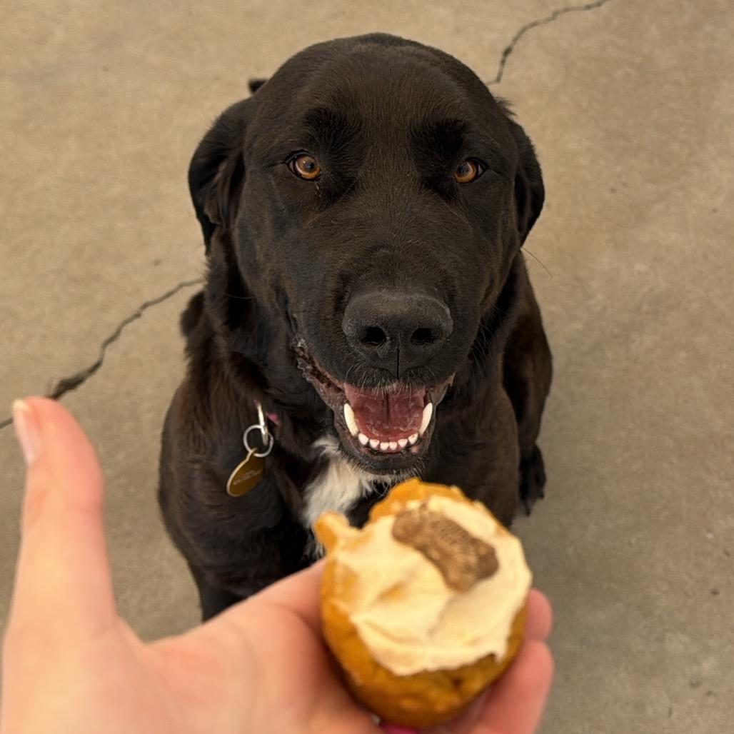 Enlarge Sheela, a Adoptable mixed breed in Durango, CO image 4/6