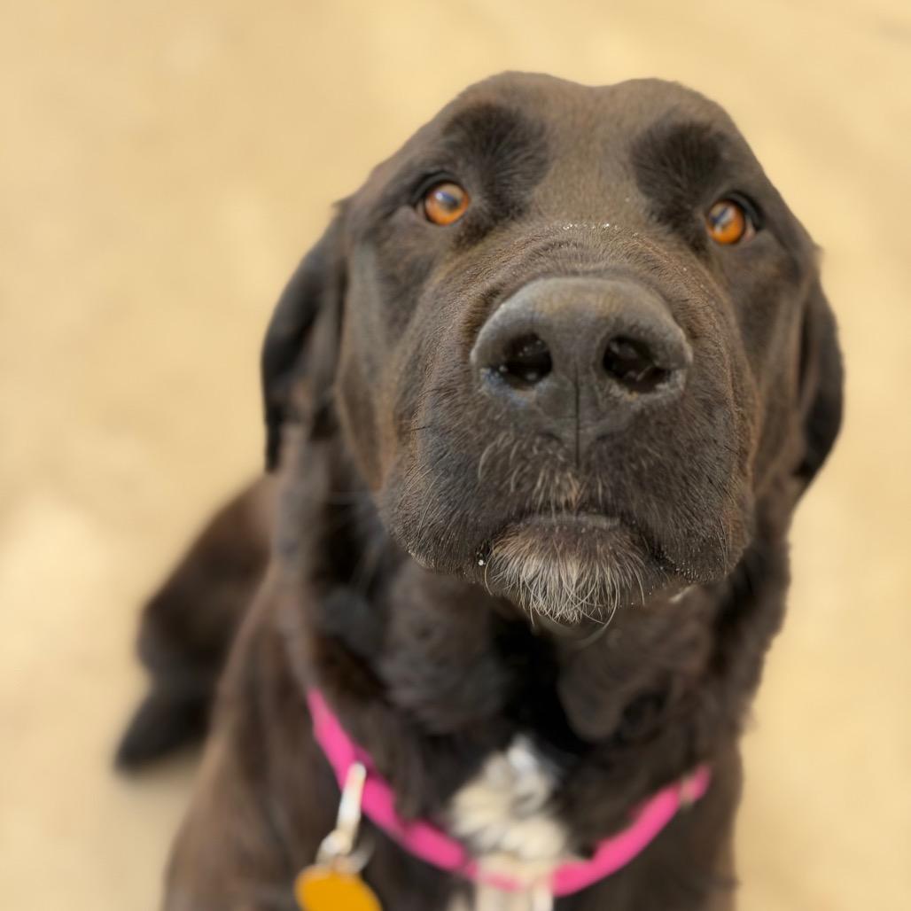 Enlarge Sheela, a Adoptable mixed breed in Durango, CO image 5/6
