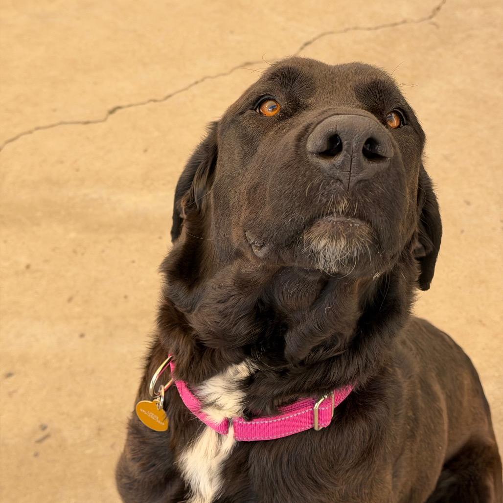 Enlarge Sheela, a Adoptable mixed breed in Durango, CO image 6/6