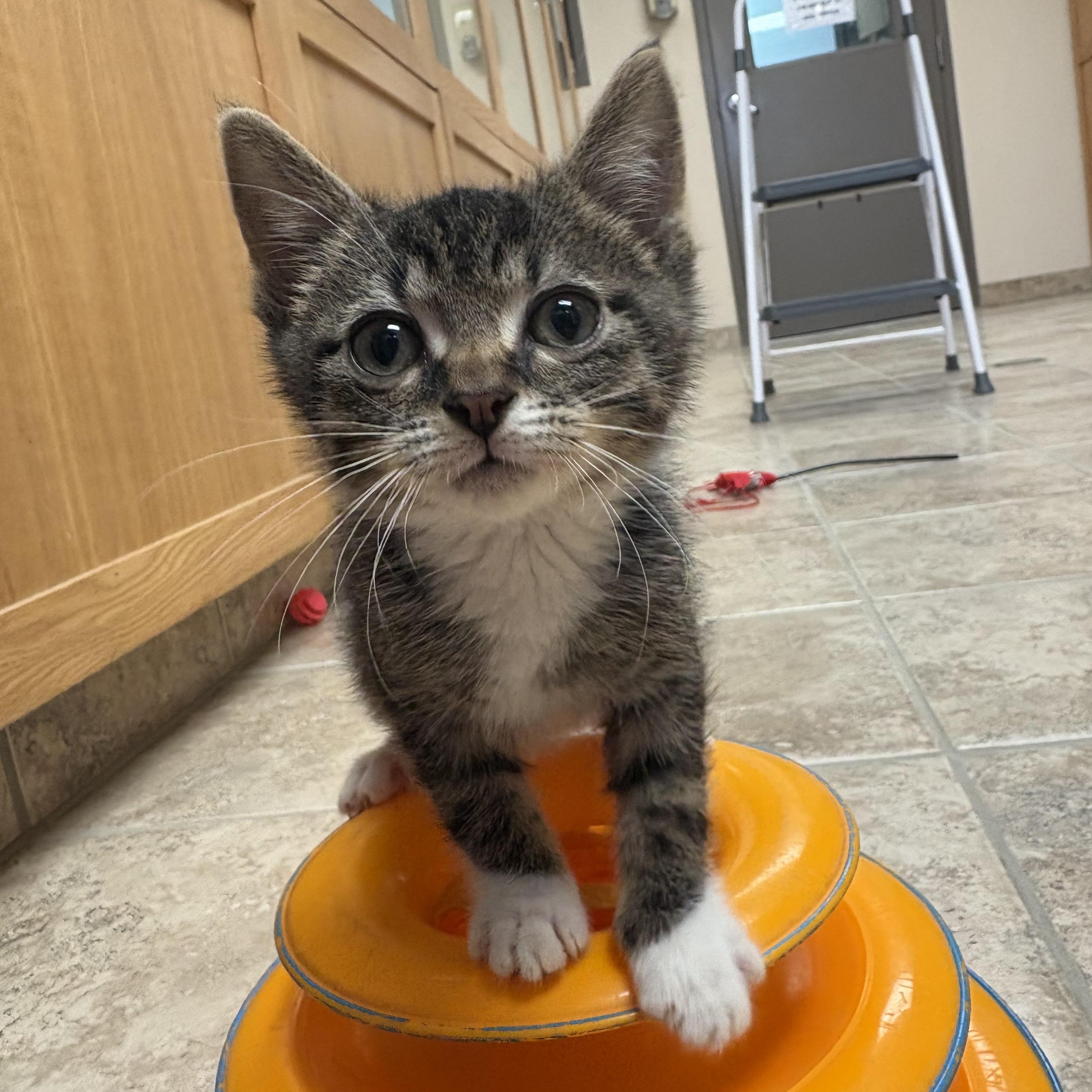 Pavel, adopted, Young Male Domestic Short Hair.