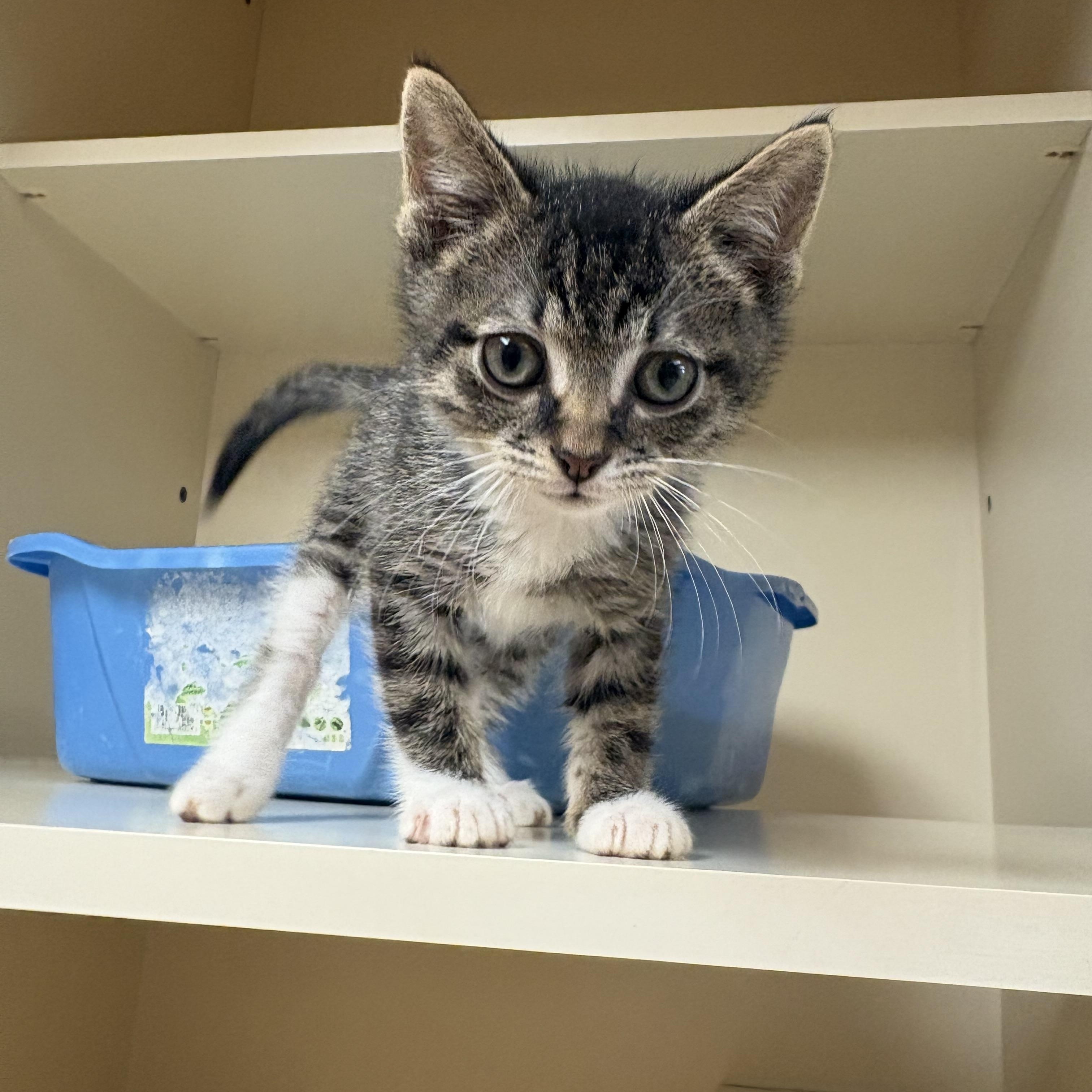 Pavel, an adopted mixed breed in Hays, KS image 2/6