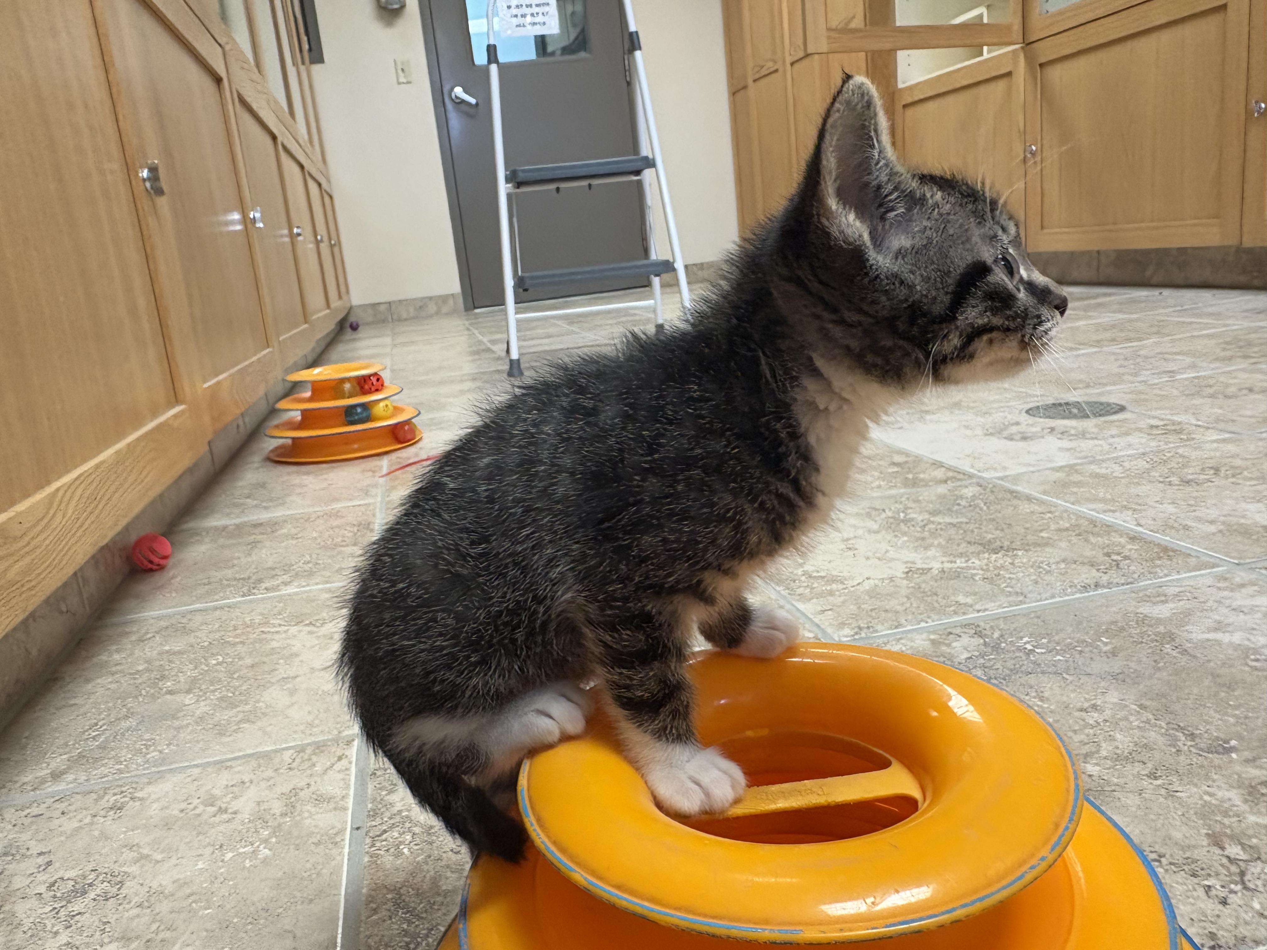 Pavel, an adopted mixed breed in Hays, KS image 5/6