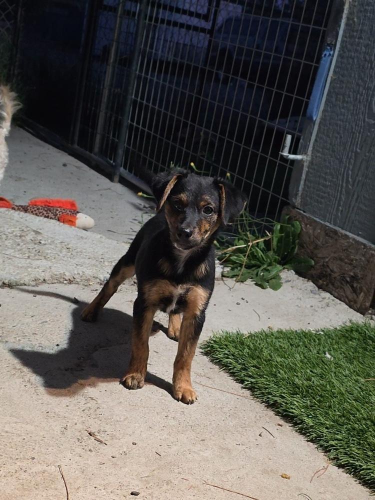 Daphne, Adoptable, Puppy Female Australian Cattle Dog / Blue Heeler.