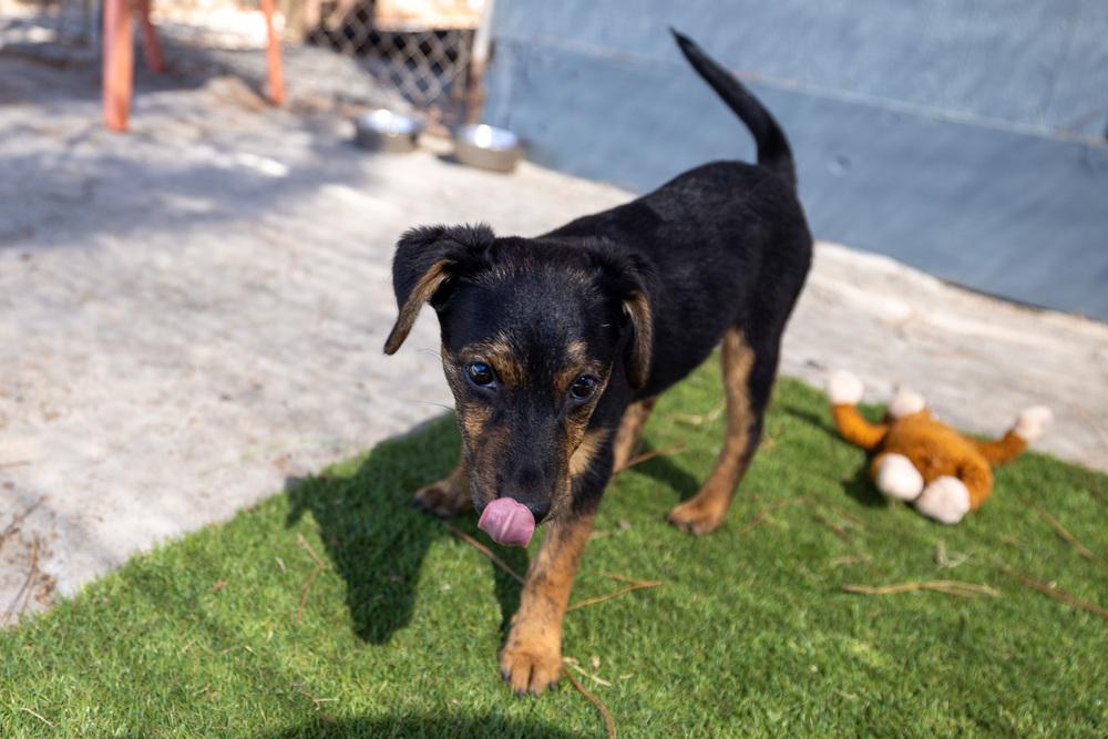 Daphne, Adoptable, Puppy Female Australian Cattle Dog / Blue Heeler.
