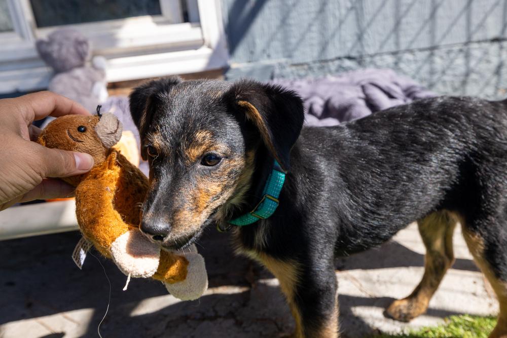Daphne, a Adoptable mixed breed in Santa Rosa, CA image 2/3