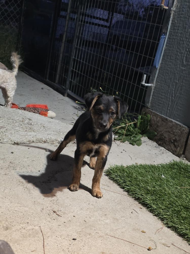 Enlarge Daphne, a Adoptable mixed breed in Santa Rosa, CA image 3/5