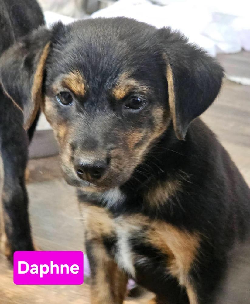 Enlarge Daphne, a Adoptable mixed breed in Santa Rosa, CA image 2/2