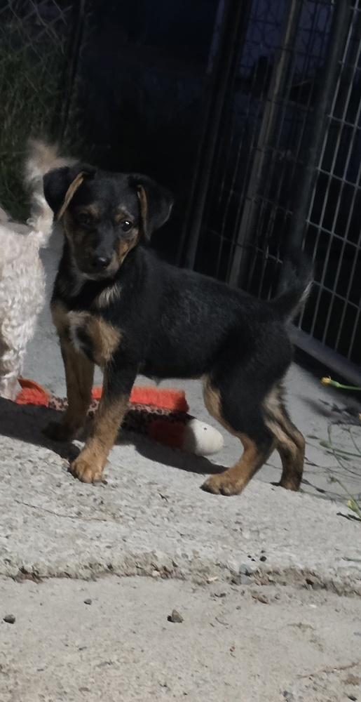 Enlarge Daphne, a Adoptable mixed breed in Santa Rosa, CA image 5/5