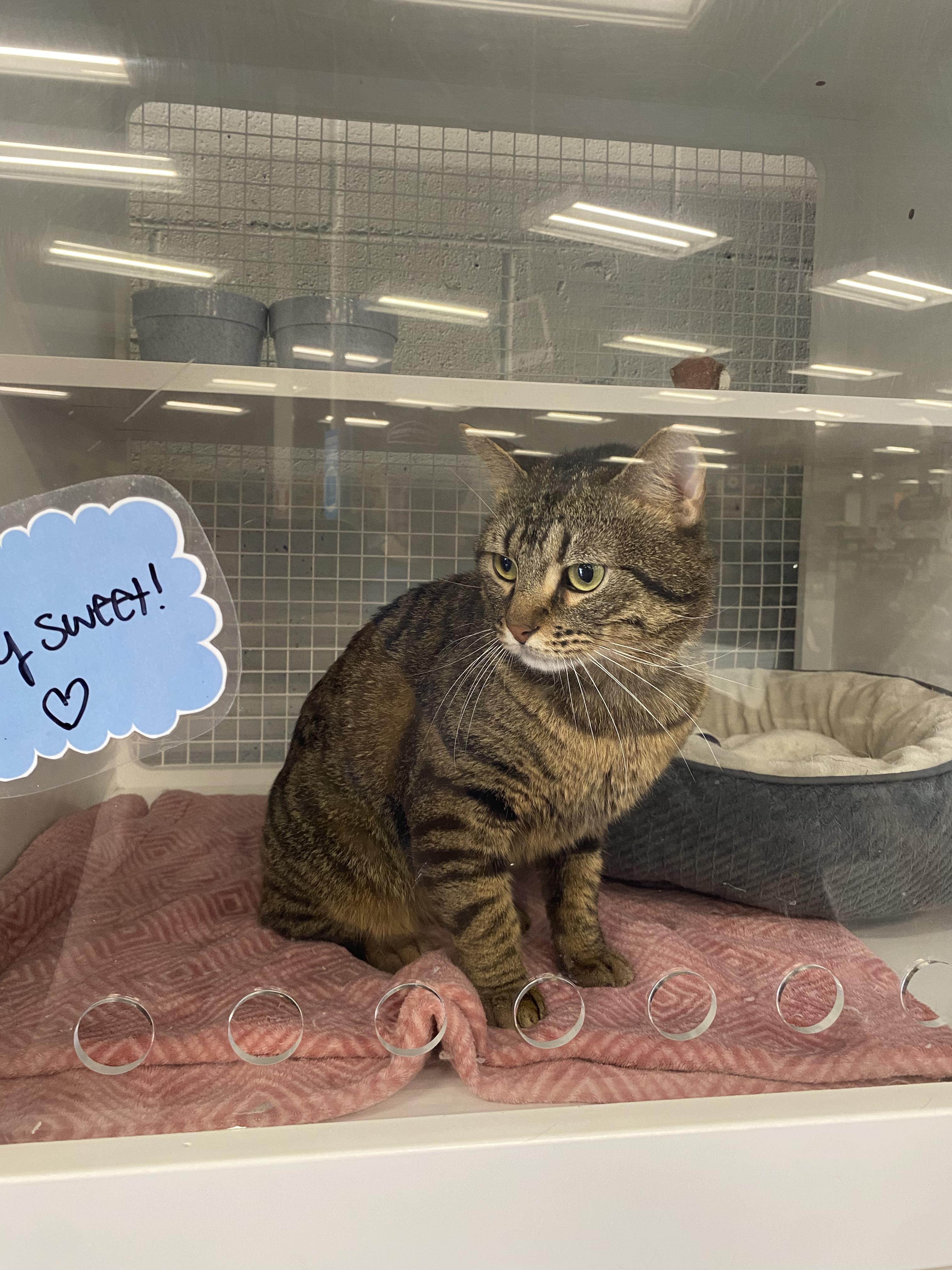 Salomon, an adopted mixed breed in Springdale, AR image 2/3