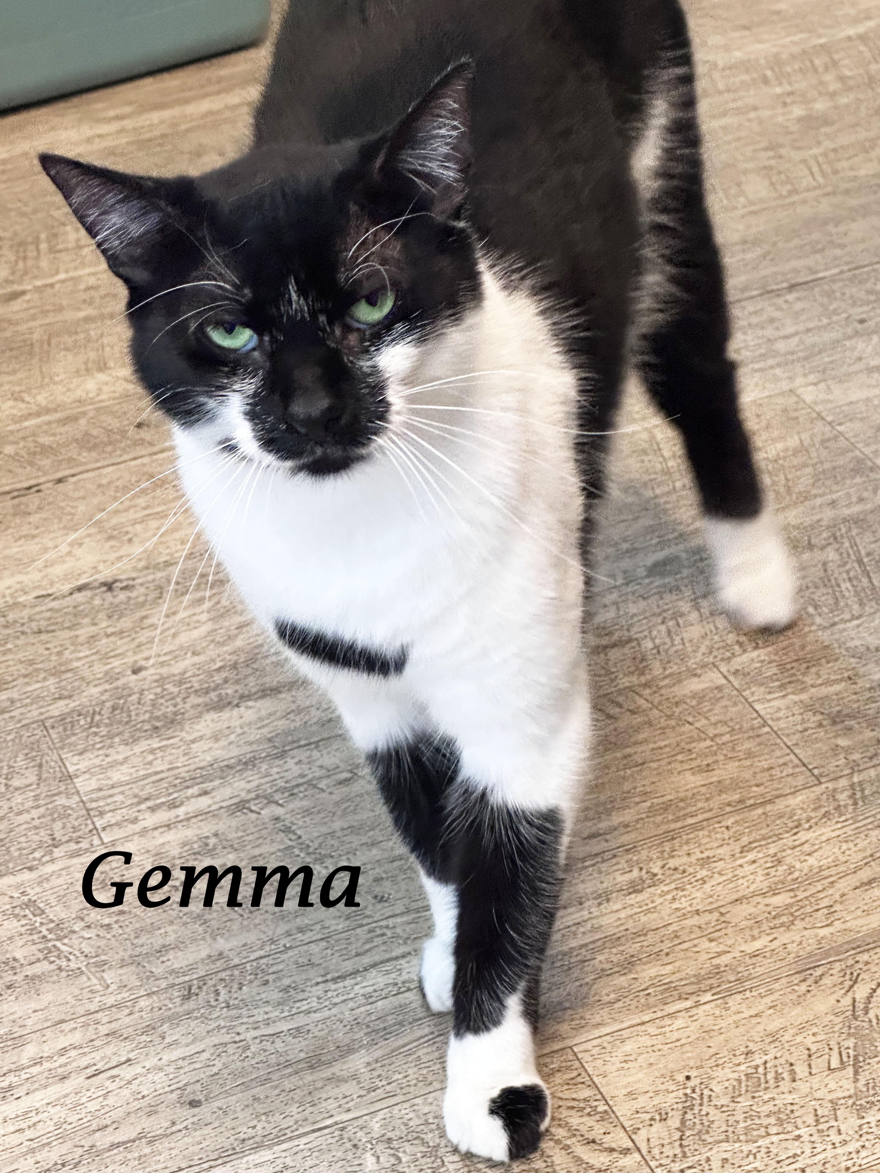 GEMMA