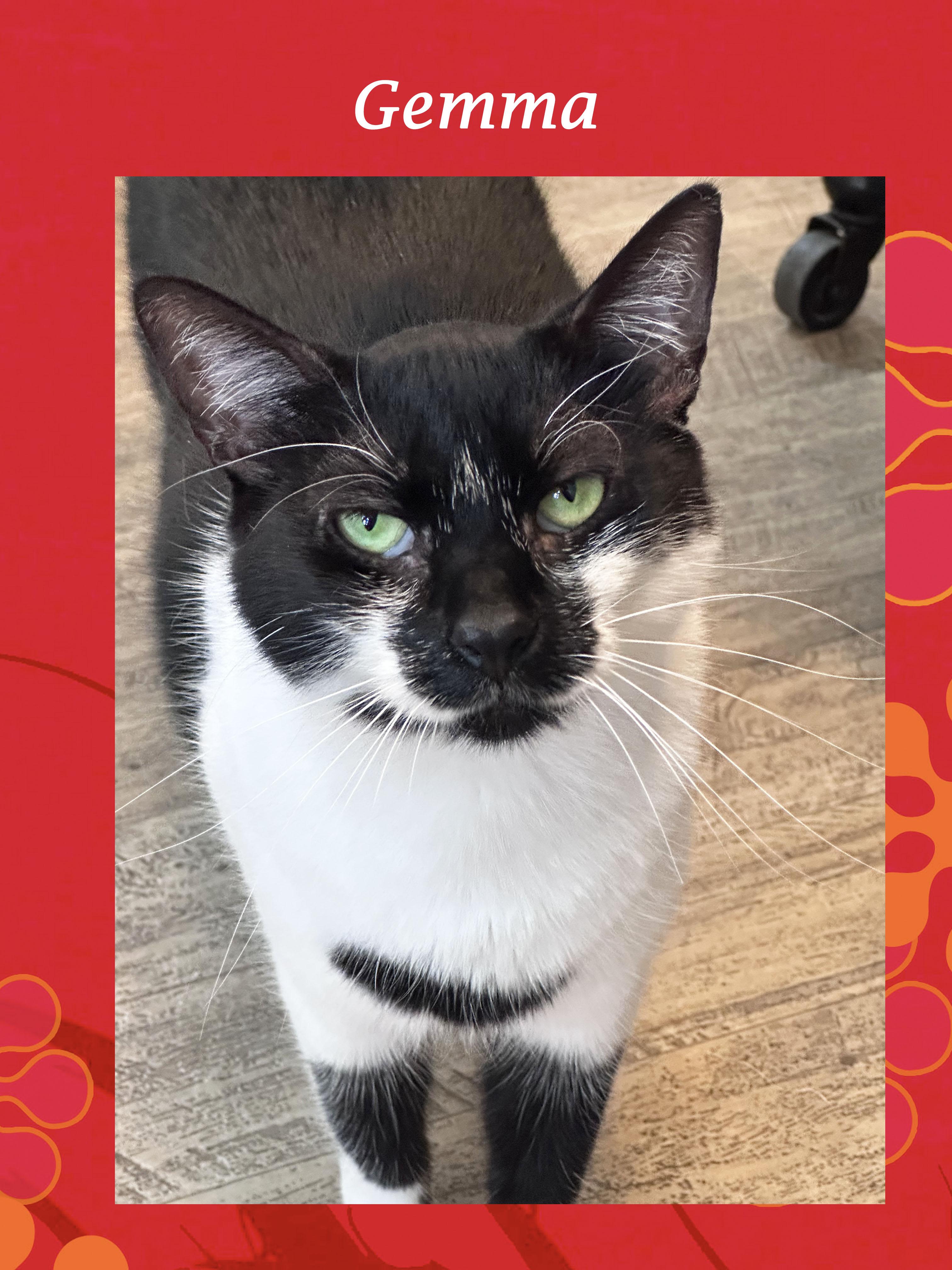 Enlarge GEMMA, a Adoptable Domestic Medium Hair in Monrovia, CA image 2/4