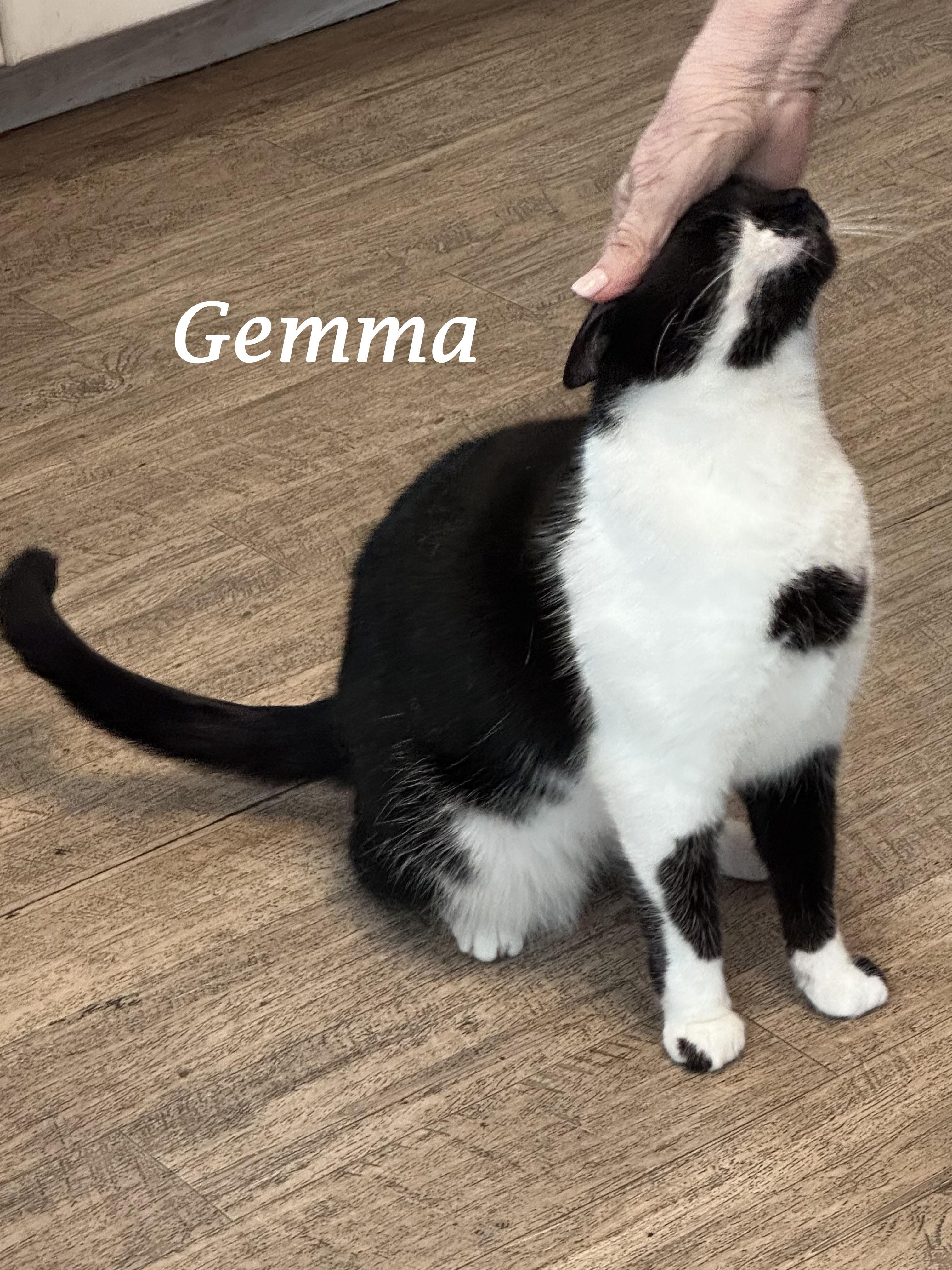 Enlarge GEMMA, a Adoptable Domestic Medium Hair in Monrovia, CA image 3/4