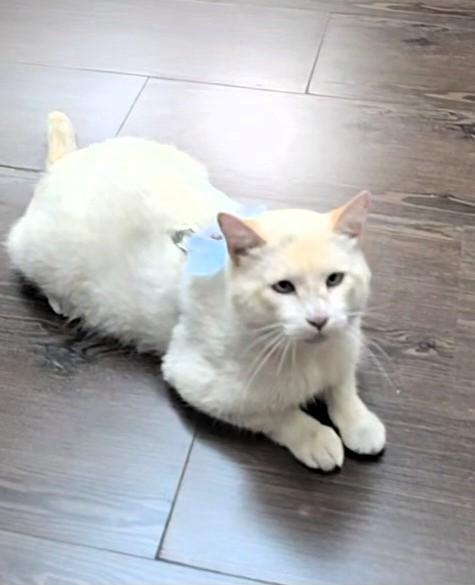 Frosty, a Adopted Siamese in San Francisco, CA image 3/4