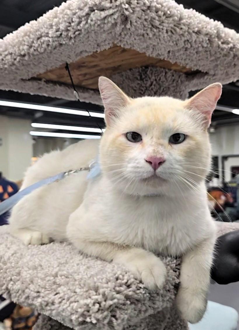 Frosty, a Adopted Siamese in San Francisco, CA image 2/4