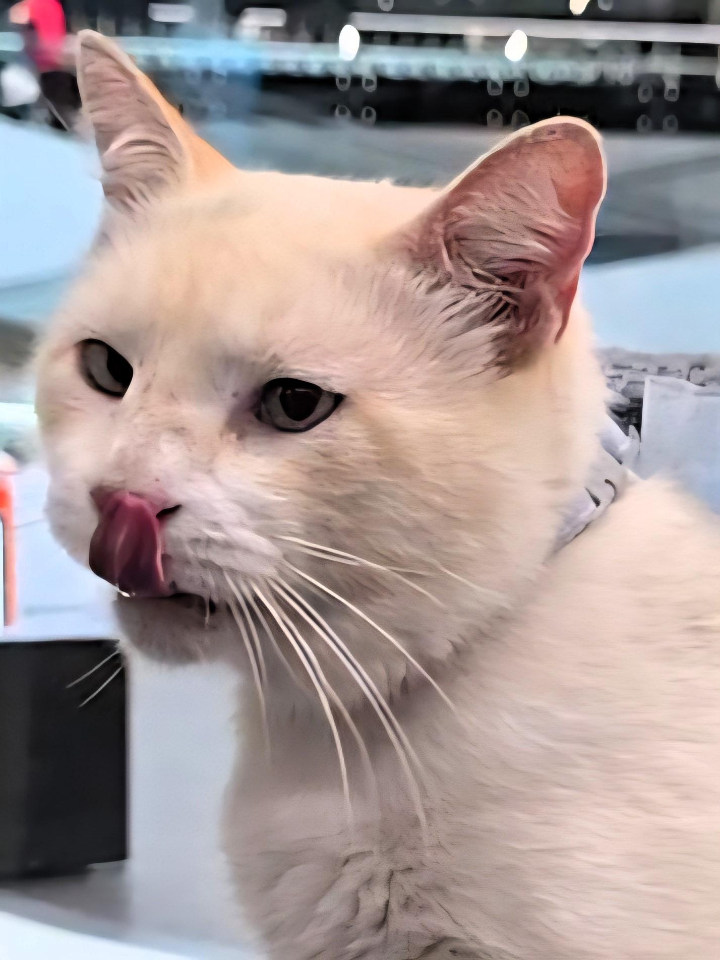 Frosty, a Adopted Siamese in San Francisco, CA image 4/4