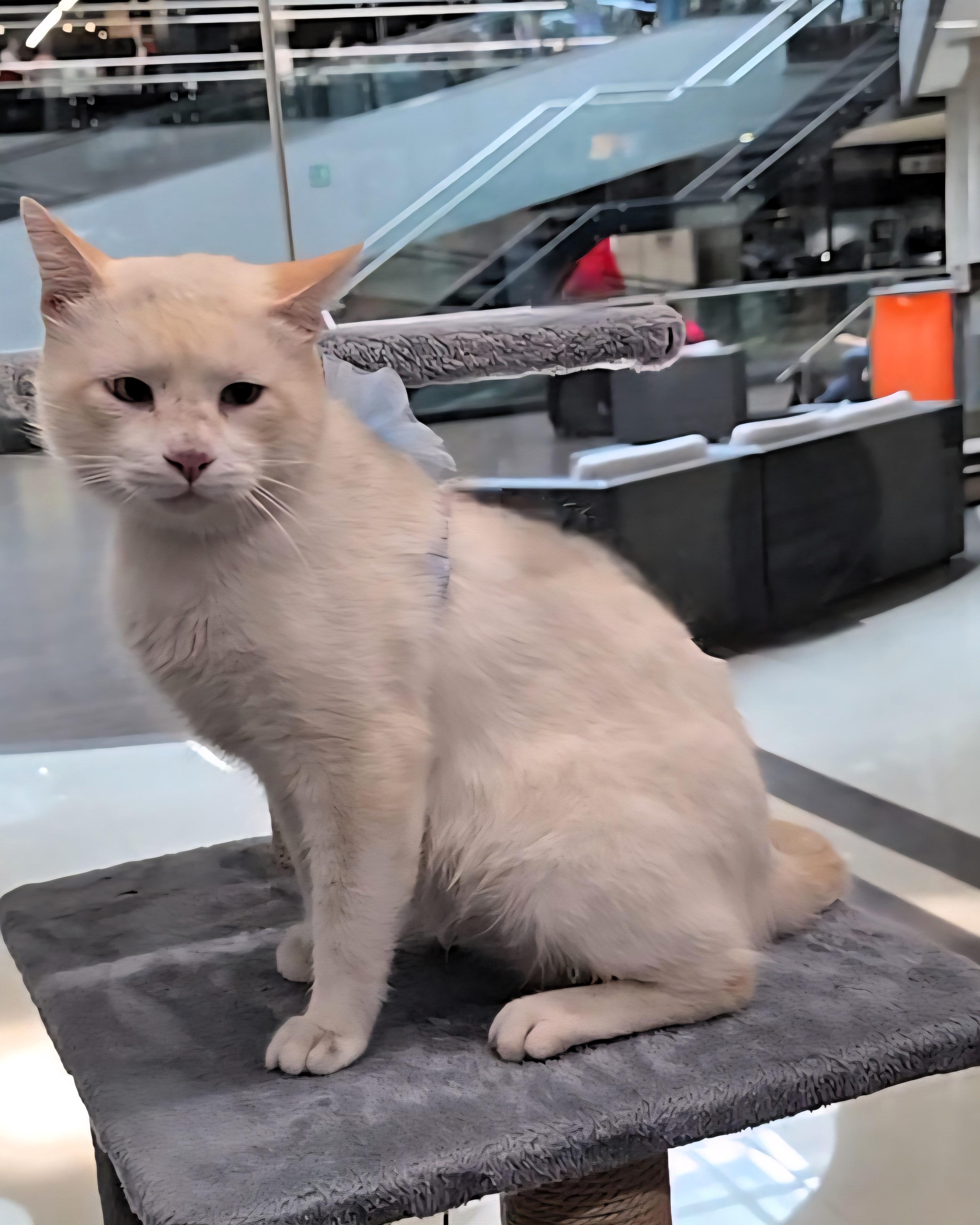 Frosty, Adopted, Young Male Siamese.