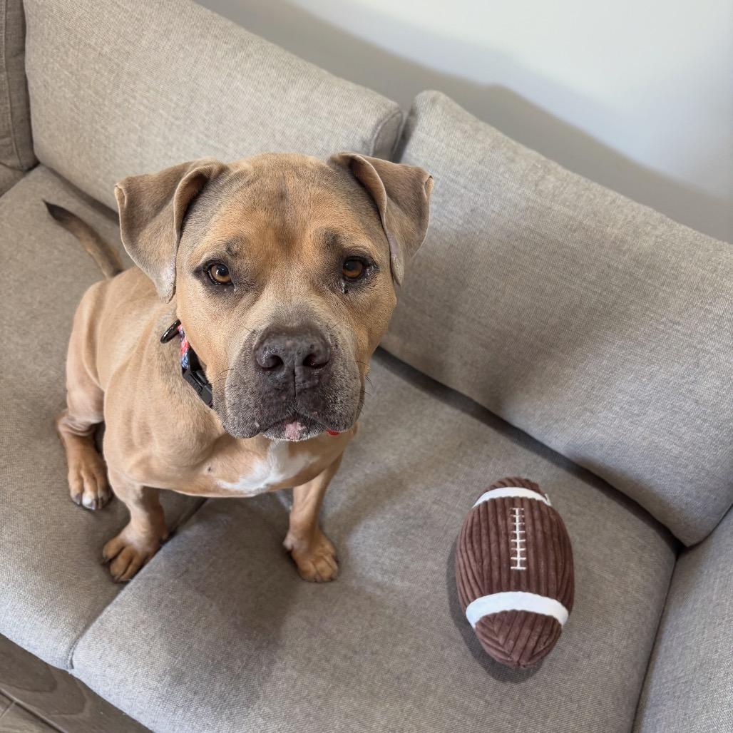 Enlarge Blue, a Adoptable mixed breed in Phoenix, AZ image 1/5