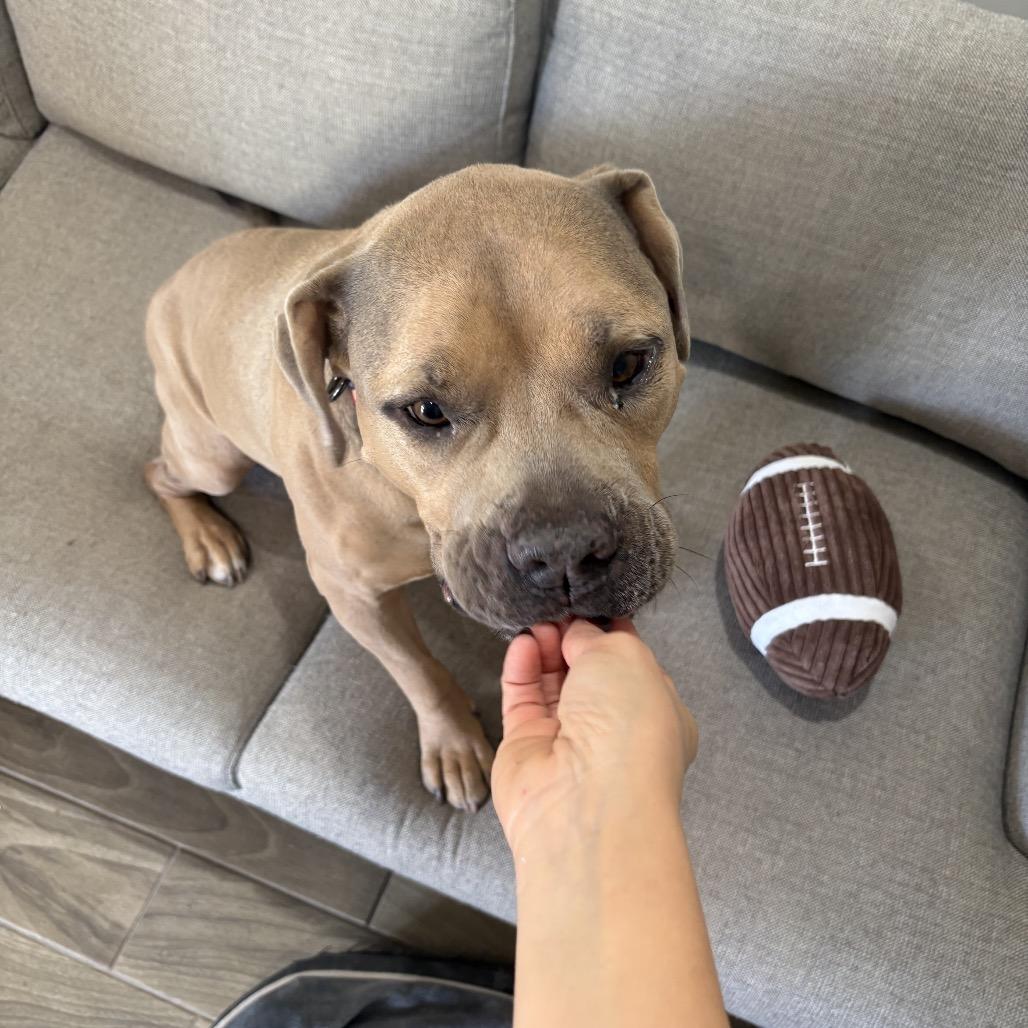 Enlarge Blue, a Adoptable mixed breed in Phoenix, AZ image 2/5