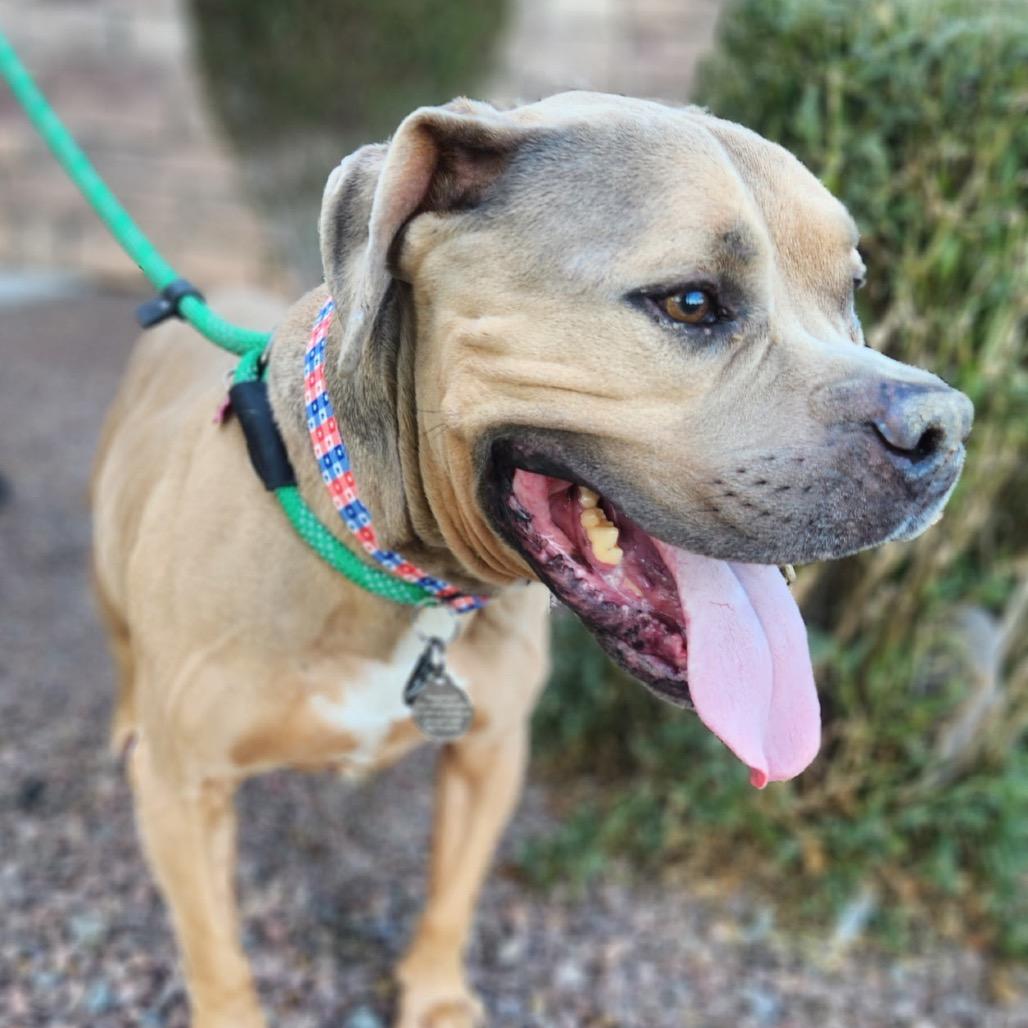 Enlarge Blue, a Adoptable mixed breed in Phoenix, AZ image 3/5