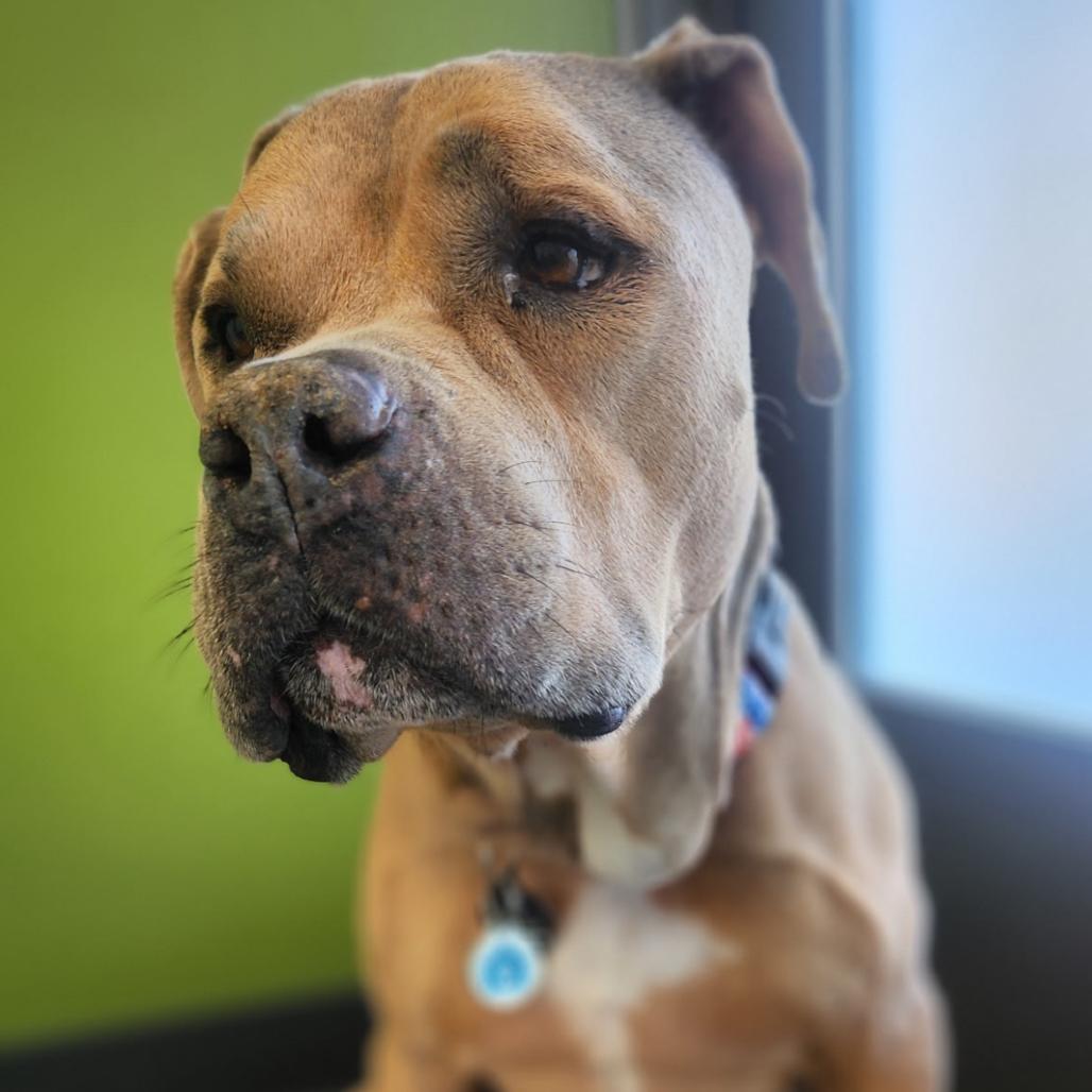 Enlarge Blue, a Adoptable mixed breed in Phoenix, AZ image 4/5