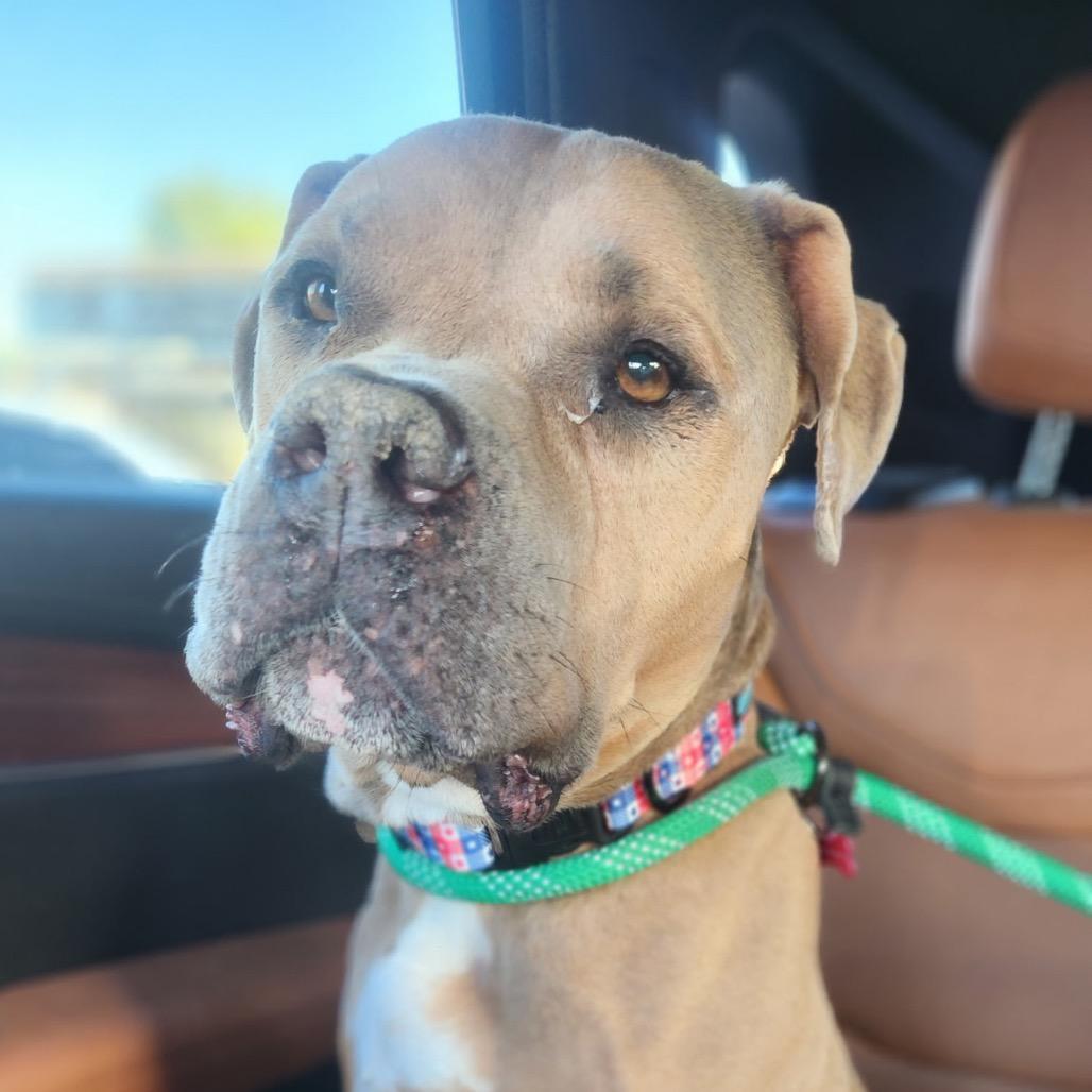 Enlarge Blue, a Adoptable mixed breed in Phoenix, AZ image 5/5